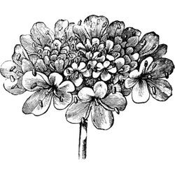 Hydrangea - line drawing - black and white - No Background PNG