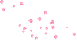 Pink Petals - romantic - nature - PNG