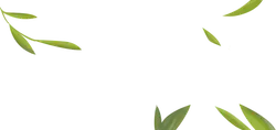 Green Leaves - Designer's Pick PNG - life