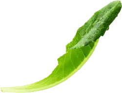 Green Leaf - water drop - Trending PNG