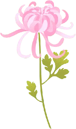 Chrysanthemum - plant - flowers - High Resolution PNG