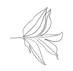 Leaf - Transparent Background PNG - Popular Download PNG