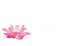 Lotus Flower - peaceful - nature - High Resolution PNG