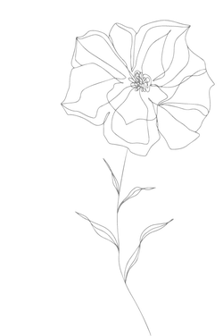 Line Flower - line drawing - Lossless PNG
