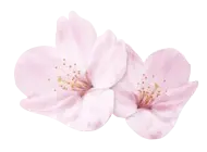 Cherry Blossom - Curated PNG - High Quality PNG