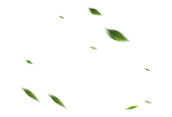 Leaves Falling - background - Curated PNG