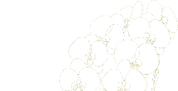 Orchid - line drawing - flower - High Resolution PNG
