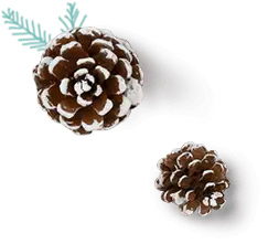 Pine Cone - decoration - No Background PNG