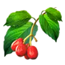 Cherry - red - tree fruit - PNG