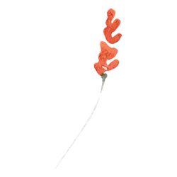 Red Flower - flower - Popular Download PNG