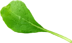 Spinach Leaf - nutrition - High Resolution PNG