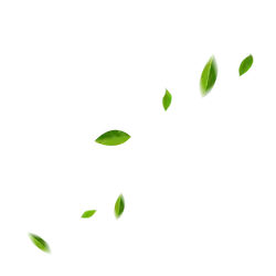 Leaves Falling - falling - High Resolution PNG