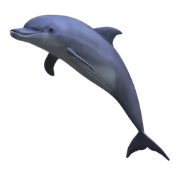 Dolphin - marine life - jumping - PNG