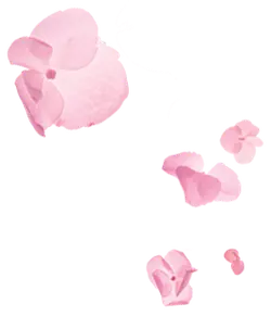 Pink Petals - lightweight - Popular Download PNG