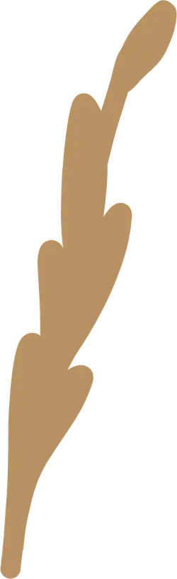 Feather - decorative - High Quality PNG