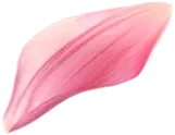 Petal - beautiful - plant - PNG