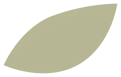 Olive Leaf - High Resolution PNG