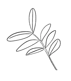 Leaf - Popular Download PNG - branch