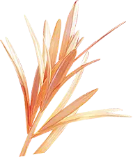 Orange Flower - Designer's Pick PNG