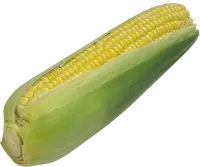 Corn on the Cob - food - Transparent Background PNG
