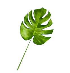 Monstera deliciosa - green - High Resolution PNG