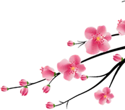Highly Rated PNG - nature - Cherry Blossom