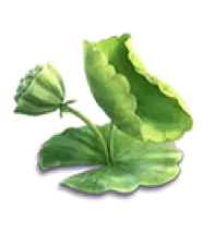 Cucumber - plant - PNG
