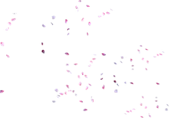 Falling Cherry Blossom Petals - nature - Transparent Background PNG