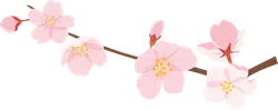 pink - Highly Rated PNG - Cherry Blossom - Pic 2