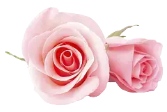 Pink Rose - Fast Download PNG - Trending PNG