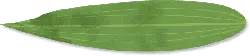 Gentiana leaf - green - PNG
