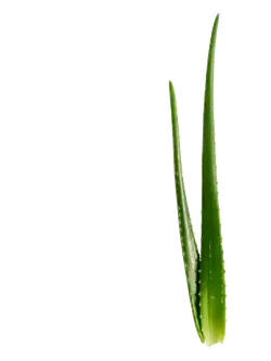 Aloe vera leaf - leaf - No Watermark PNG