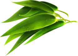 Bamboo Leaf - plant - leaf - Transparent Layer PNG