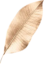 Gold Leaf - No Watermark PNG