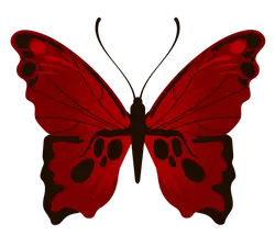 Red Butterfly - insect - color - Transparent Layer PNG