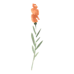 Orange Flower - nature - plant - No Watermark PNG