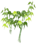 Tree - leaves - tree - Free Download PNG