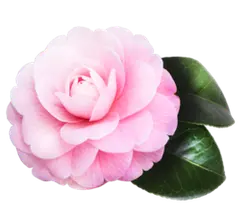 Camellia - pink - Fast Download PNG
