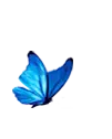 Blue Butterfly - colorful - wings - Free PNG