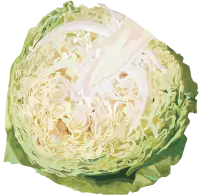 Cabbage - fresh - Free for Commercial Use PNG