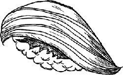 Black Owl - Designer's Pick PNG - bird - Pic 3