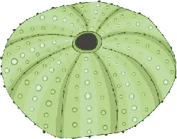 Sea Urchin - marine life; echinoderm; round; green - No Watermark PNG