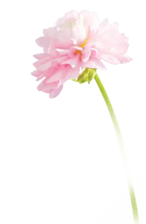 Pink Flower - Free PNG - beautiful