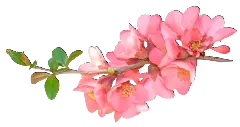 Cherry Plum Blossom - plant - No Watermark PNG