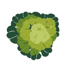 Lettuce - fresh - healthy - High Resolution PNG