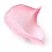 Petals - Designer's Pick PNG