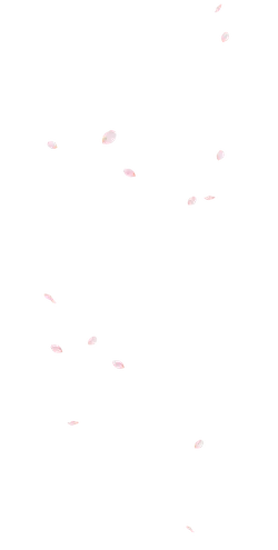 Pink Petals Falling - Lossless PNG - No Background PNG