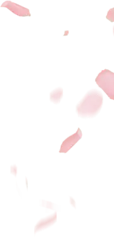Pink Petals Falling - High Download Count PNG - decoration