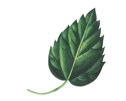 Maple Leaf - green - PNG
