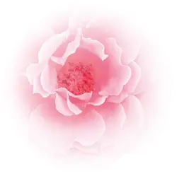Pink Flower - bloom - Curated PNG